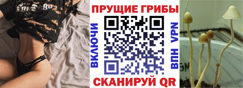 Галлюциногенные грибы Psilocybe Биробиджан